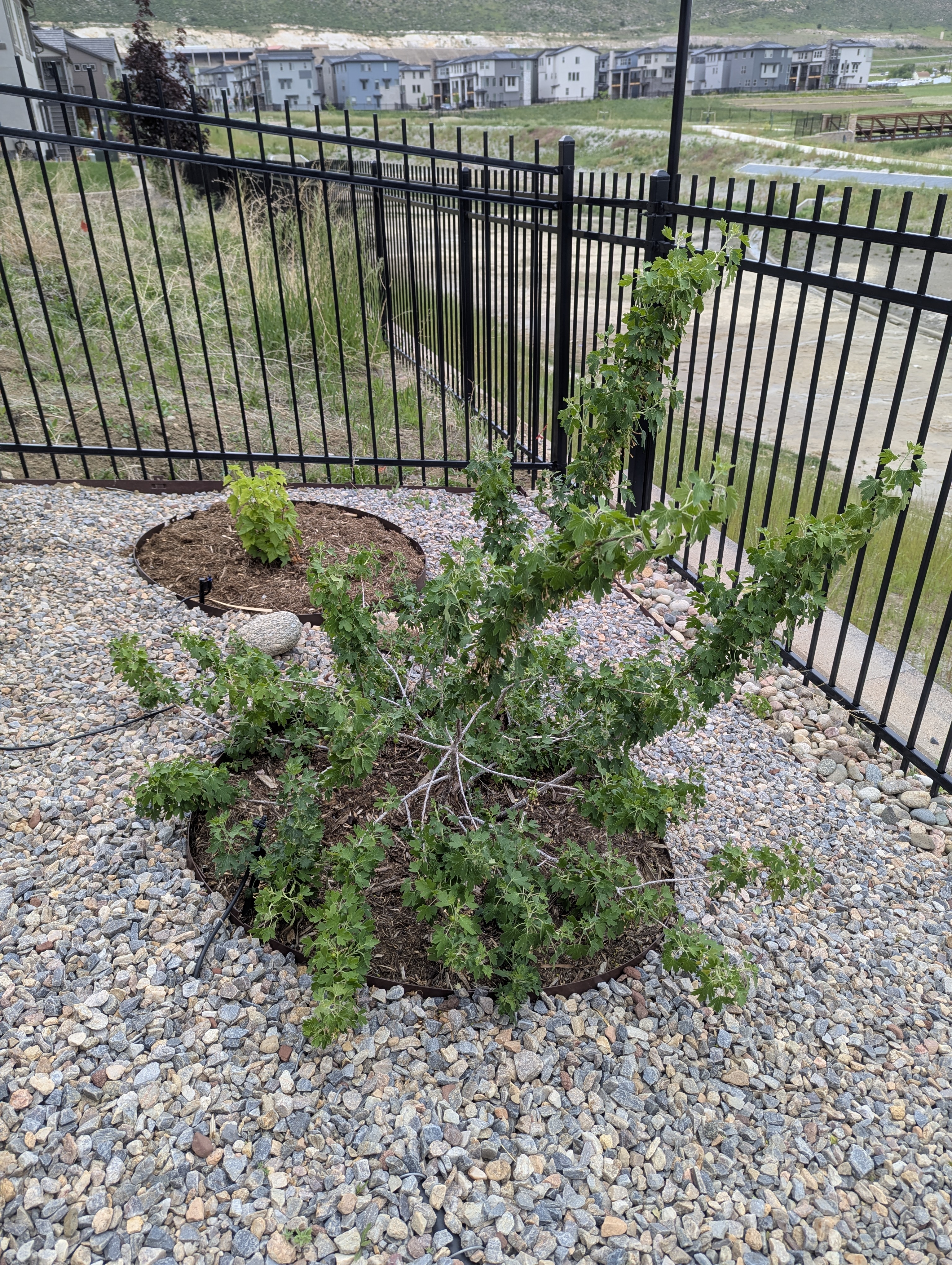 Garden, Flowers, Morrison, Colorado